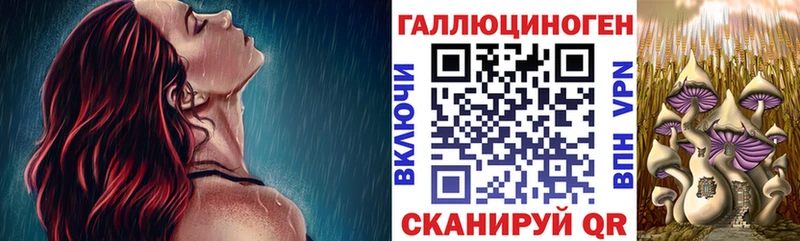 Купить где  Белая Холуница  Галлюциногенные грибы Psilocybe 